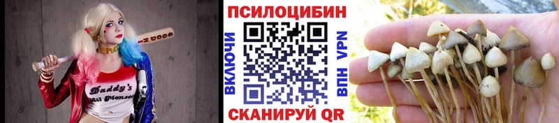 Галлюциногенные грибы Psilocybe  Купить закладки  Корсаков 
